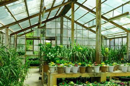 Greenhouse Full Of Plants