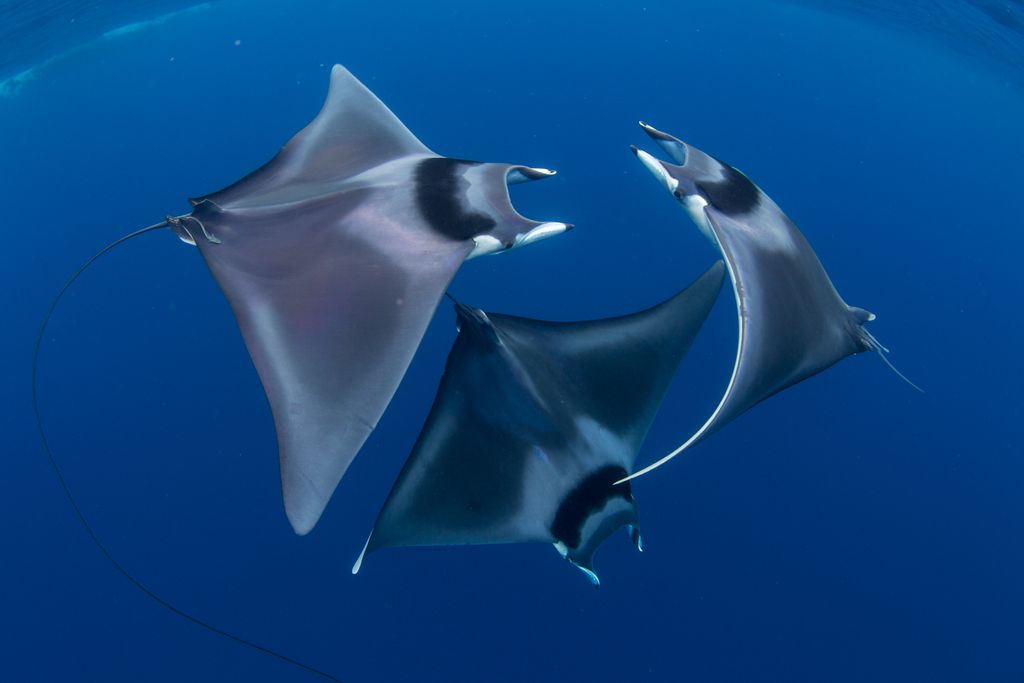 Trio of Devil Rays Caught in Rare Courtship Dance in Stunning