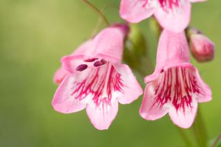 Penstemon 'Hidcote Pink" growing in an herbaceous border. Beard tongue flower.