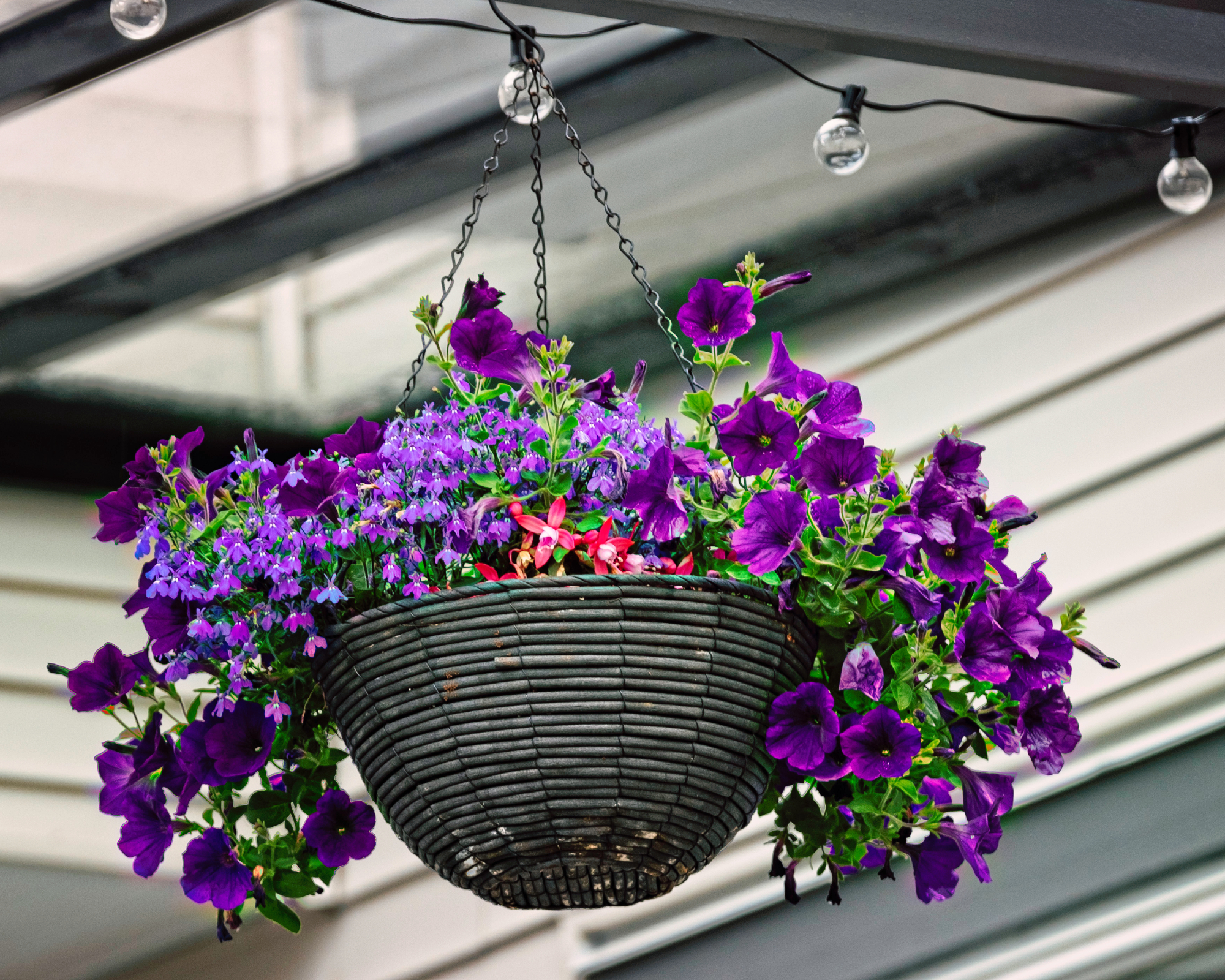 wicker hanging baskets with purple petunias