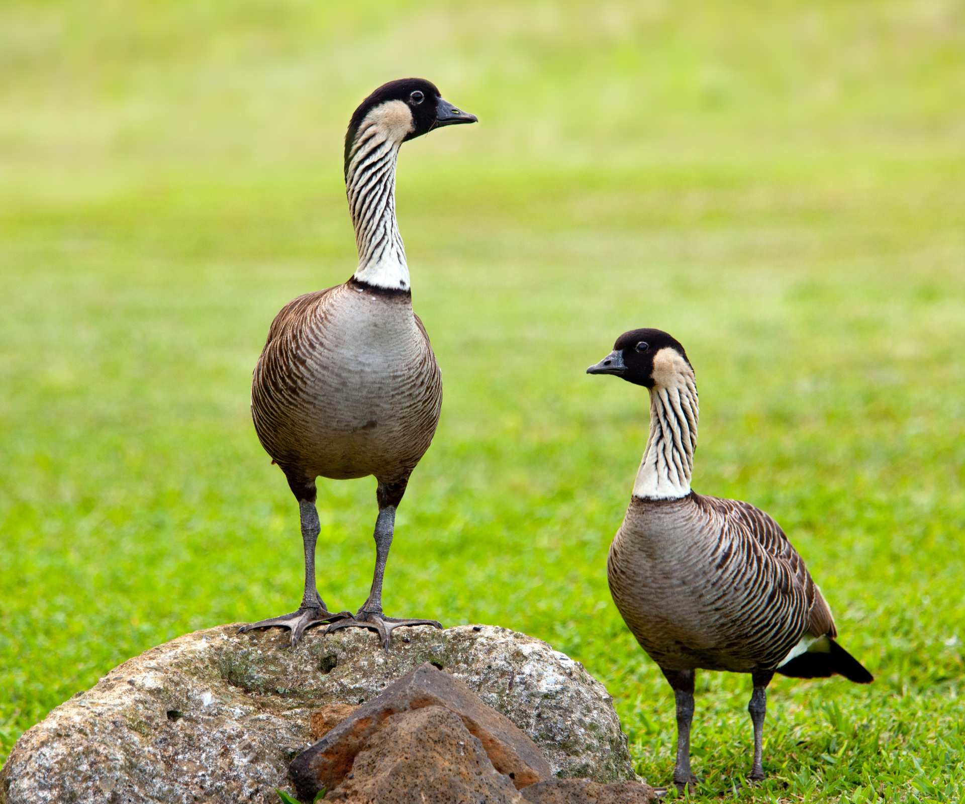 The state birds of the USA