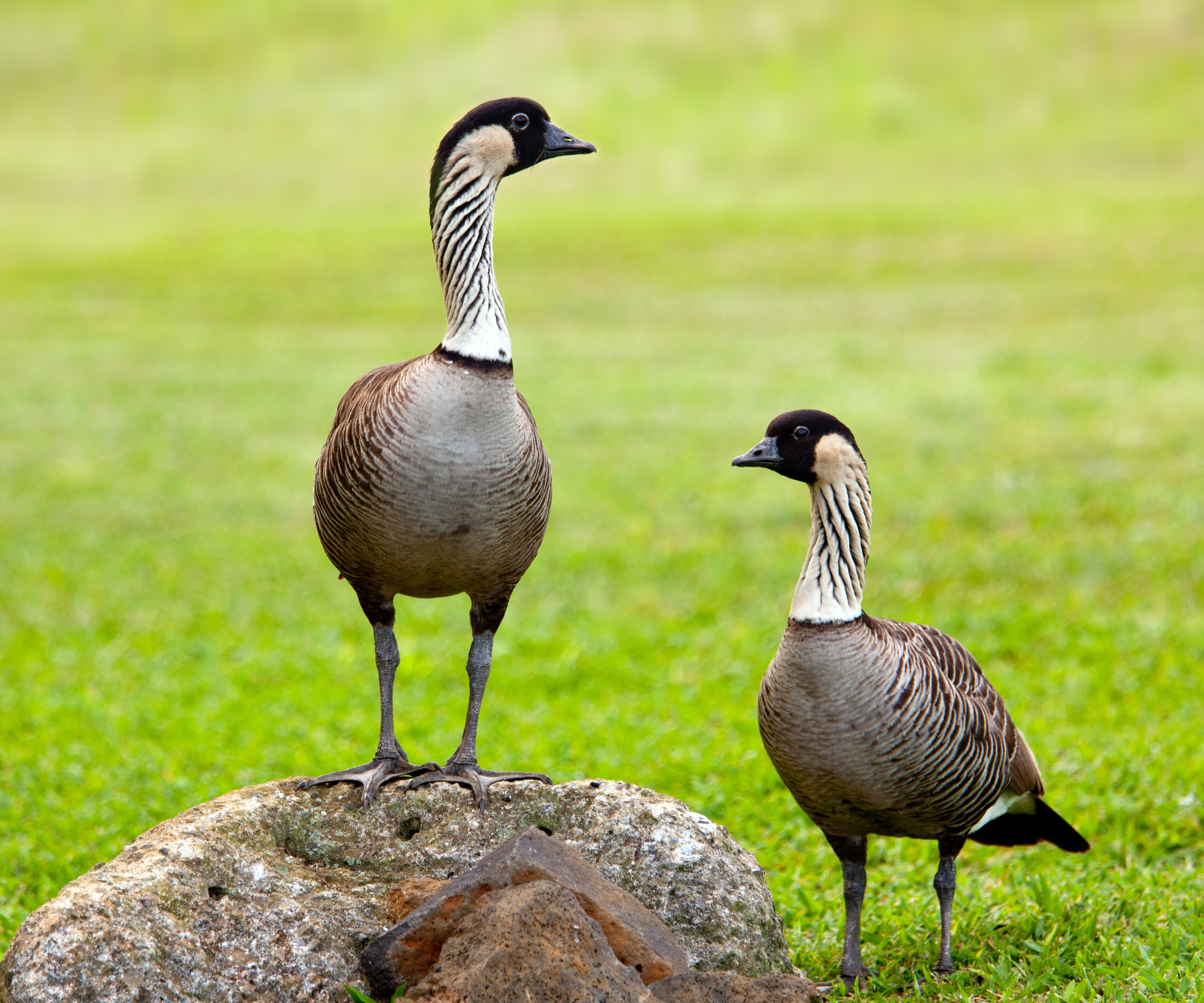 The state birds of the USA