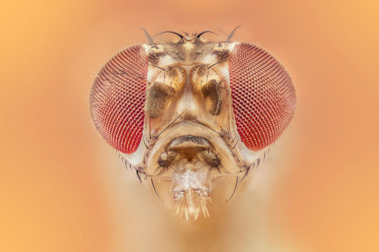 Don't bat away the fruit fly! This humble pest has six Nobel Prizes to its name