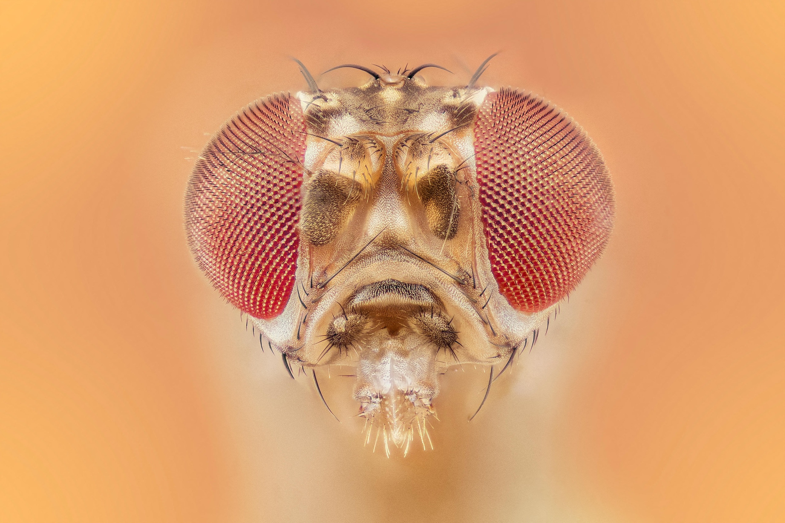 Fruit fly