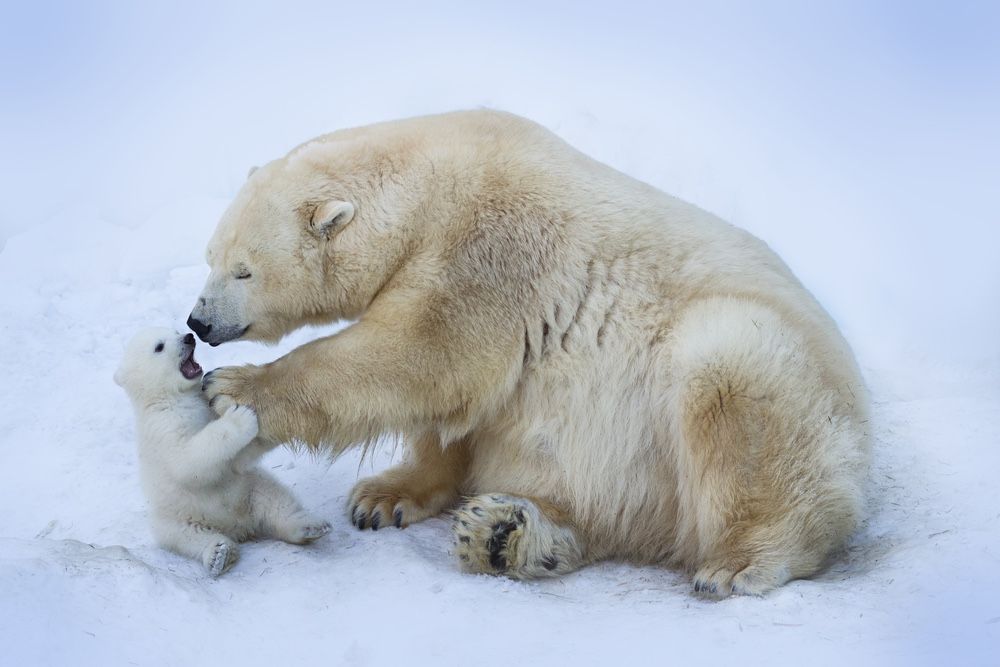 Polar bear mom with baby.