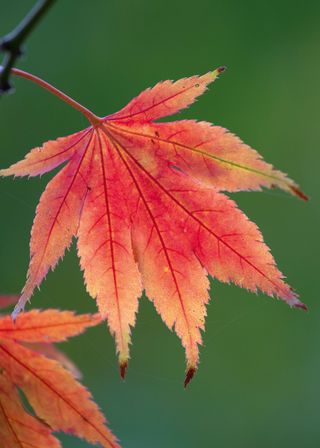 acer leaves in full autumn color for the garden