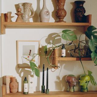 Houseplants on wooden shelves