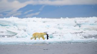 A polar bear carries a seal carcass along the Arctic coast.