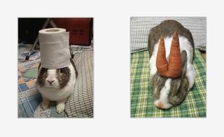 Taken from Japanese photographer Hironori Akutagawa’s popular blog, the series pays tribute to Akutagawa’s pet rabbit