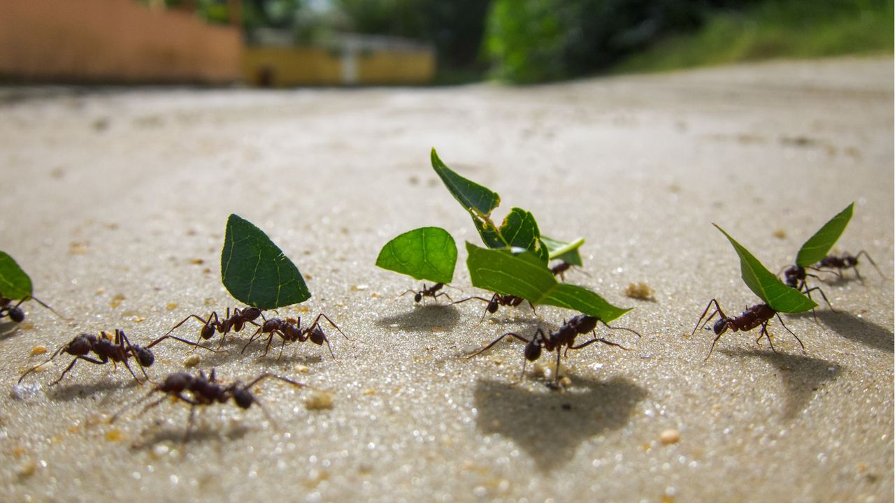 How to get rid of ants 