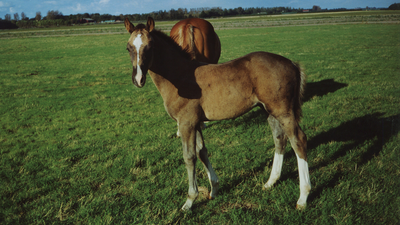 HAH301.legends_valegro.2_valegro_young_6_4_months_old_1_rm 23f45