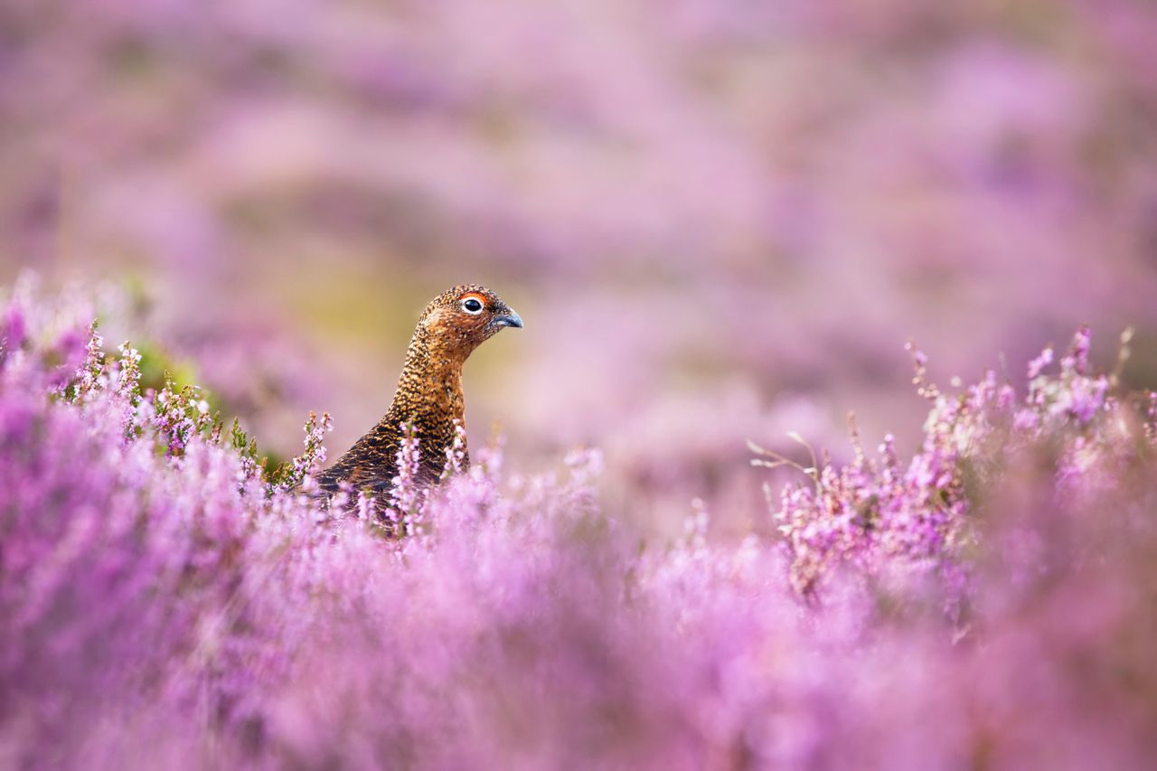 Labour has called for a review of grouse shooting, citing environmental concerns