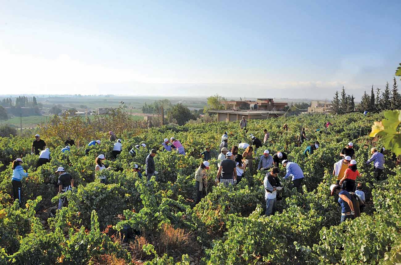 DEC292.lebanon.chateau_st_thomas_harvest.jpg