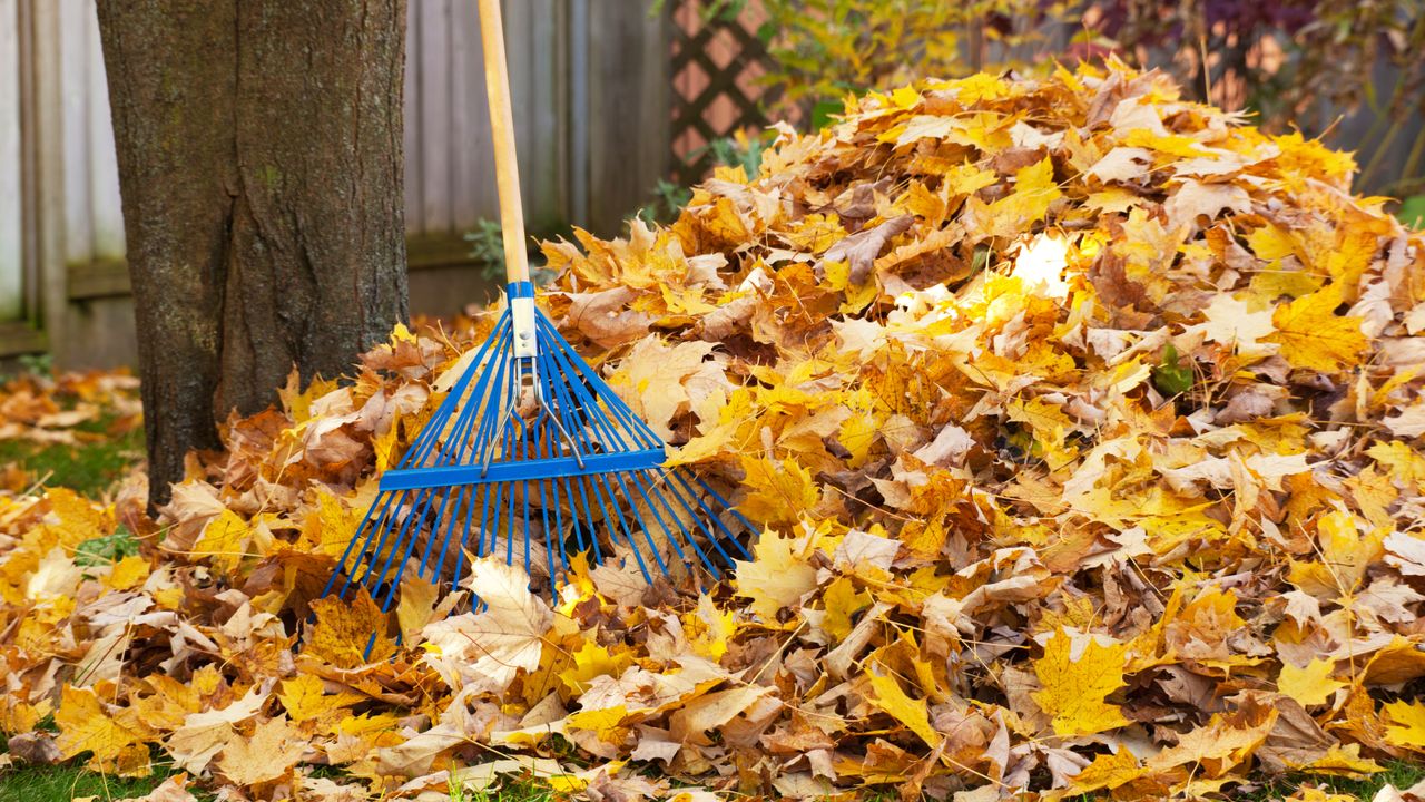 Pile of leaves and a rake leaning against a tree