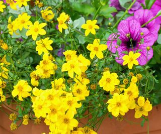 Yellow Bidens growing alongside mauve Calibrachao in a terracotta container