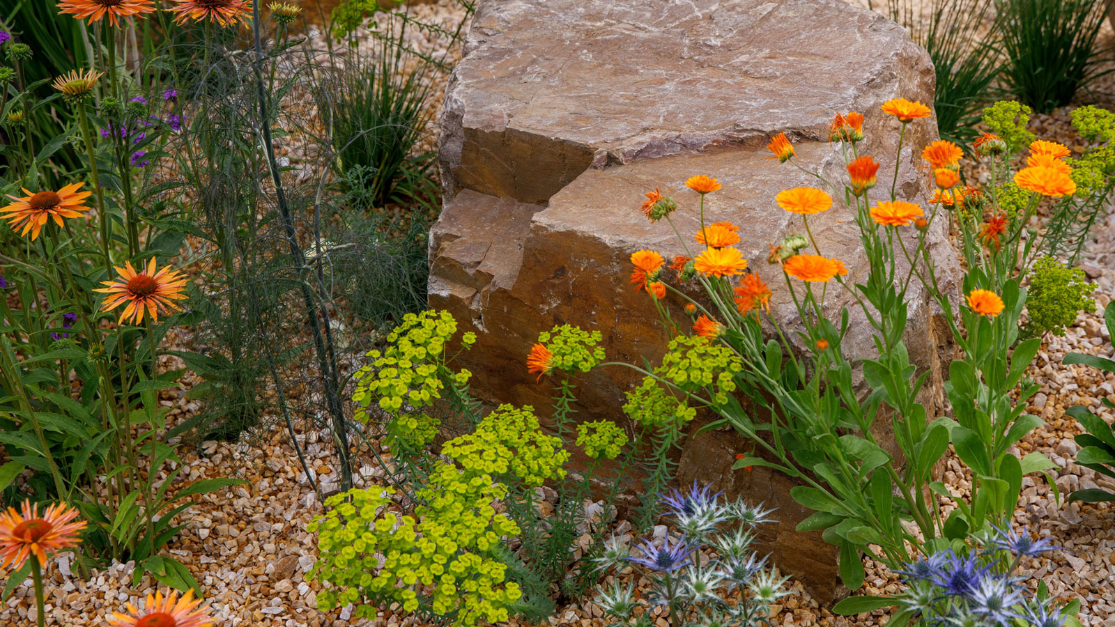 dry drought-tolerant garden design with drought resistant planting including eryngium, calendula and daisies