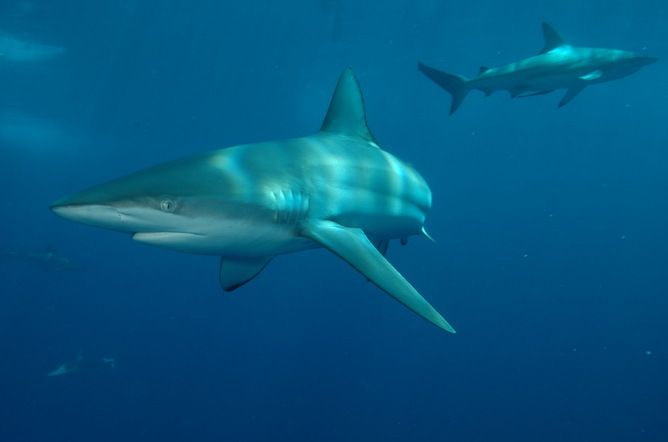 Blacktip whaler shark, shark fishing, endangered species