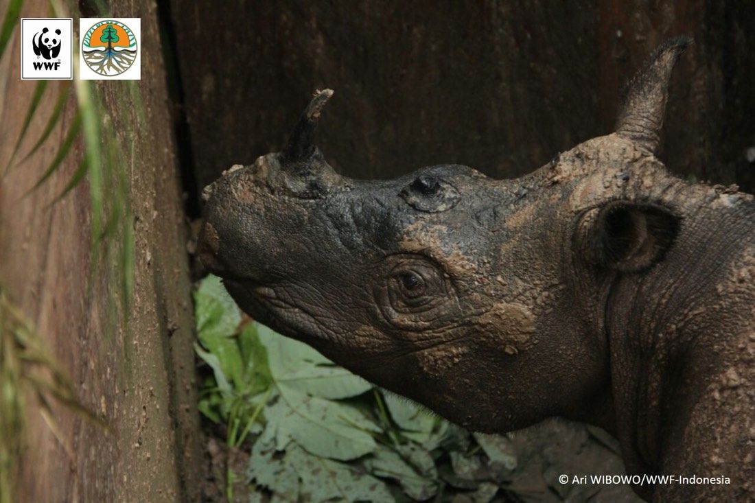 The female Sumatran rhino was captured in Kalimantan, the Indonesia part of Borneo.