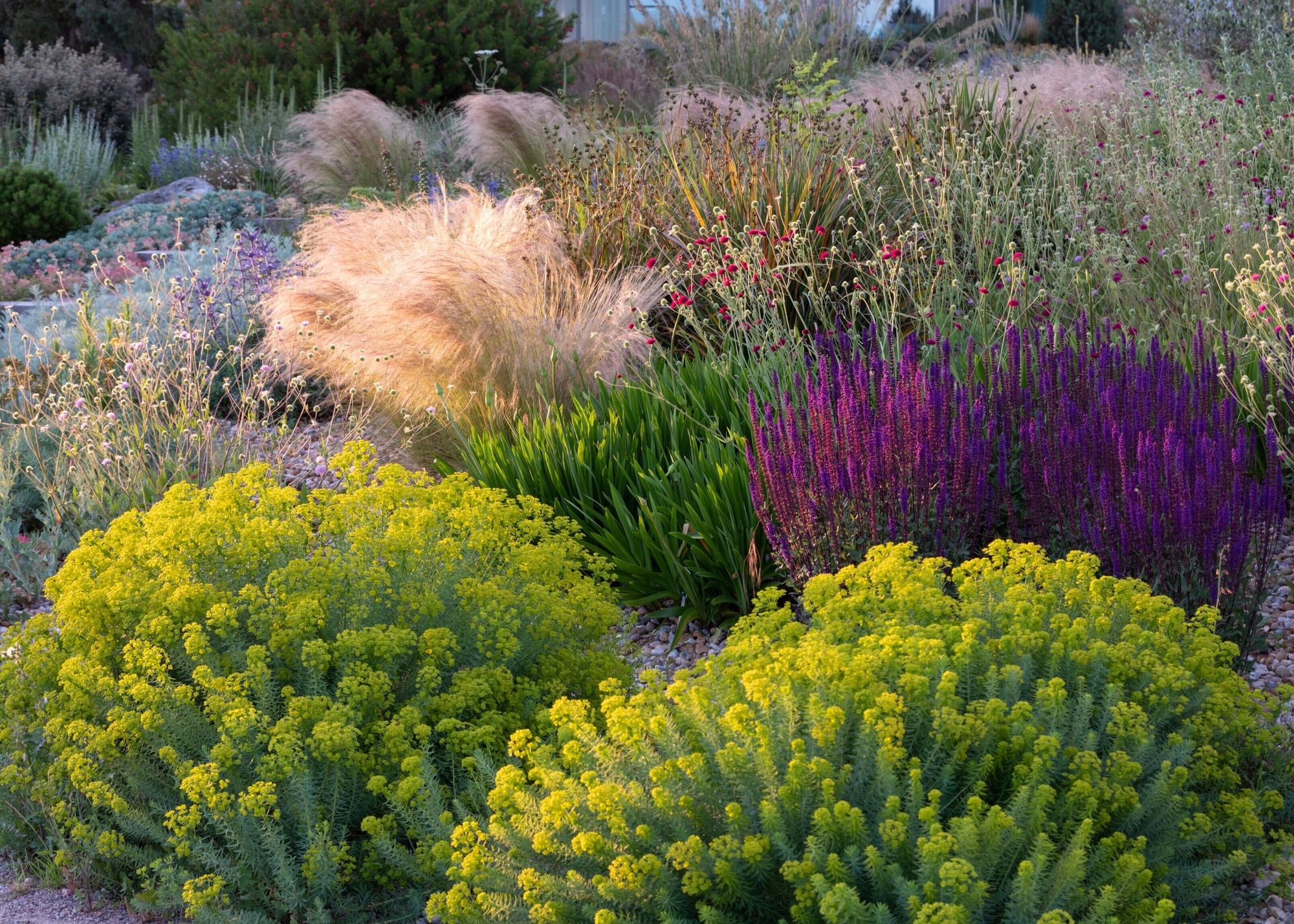 RHS Hyde Hall dry garden filled with Salvia nemorosa 'Caradonna', Stipa tenuissima, Knautia macedonica Melton pastels, Euphorbia seguieriana