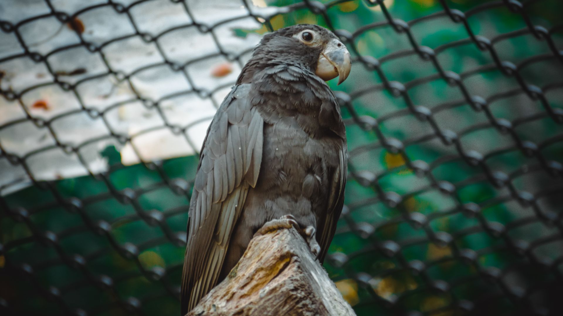 vasa parrot in an aviary