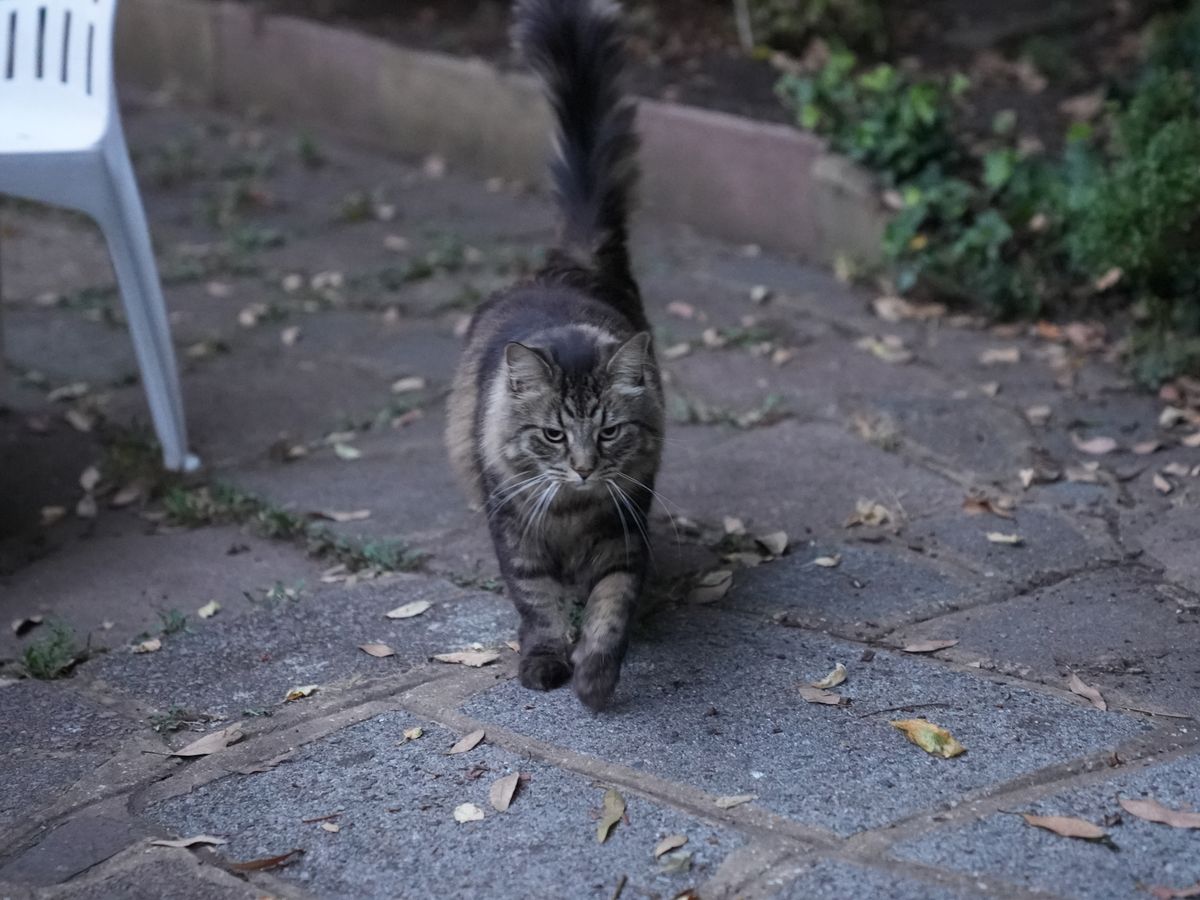 Sony A7S III