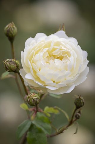 nye bevan david austin yellow shrub rose