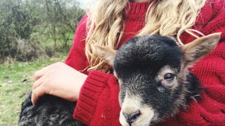 Mammal, Wool, Goats, Nose, Livestock, Interaction, Photography, Fur, Plant, Ear,