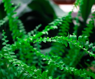 Close up view of Boston fern plant