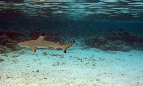 A black tip shark: A rare hybrid of two species of black tip sharks has been found in Australia, and researchers say rising ocean temperatures may be driving interbreeding.