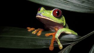 This red-eyed tree frog (Agalychnis callidryas) has special toe pads for climbing.