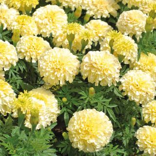 A collection of light yellow marigolds with large flowerheads sitting amongst green foliage