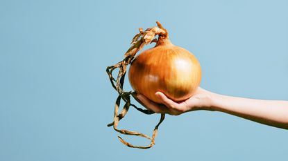 A large onion harvested from the garden and being held by a hand