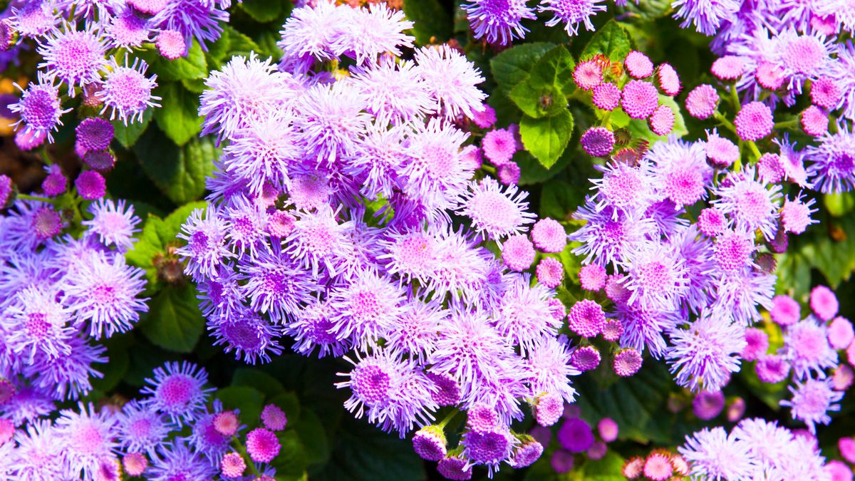 6 Gorgeous Flowers to Plant in May that Keep Flies Away – They Look and Smell Lovely in Summer Containers