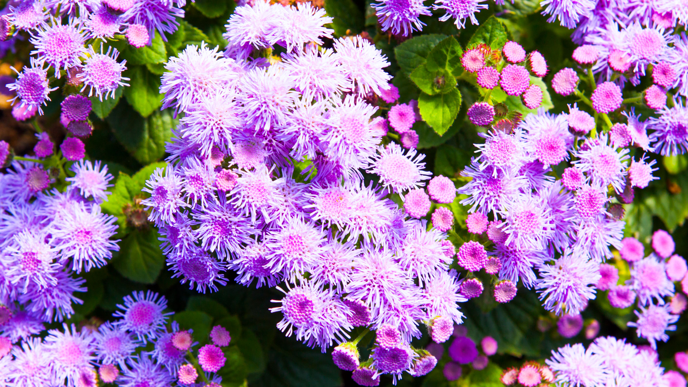 floss flower plants with bright purple pink flowers