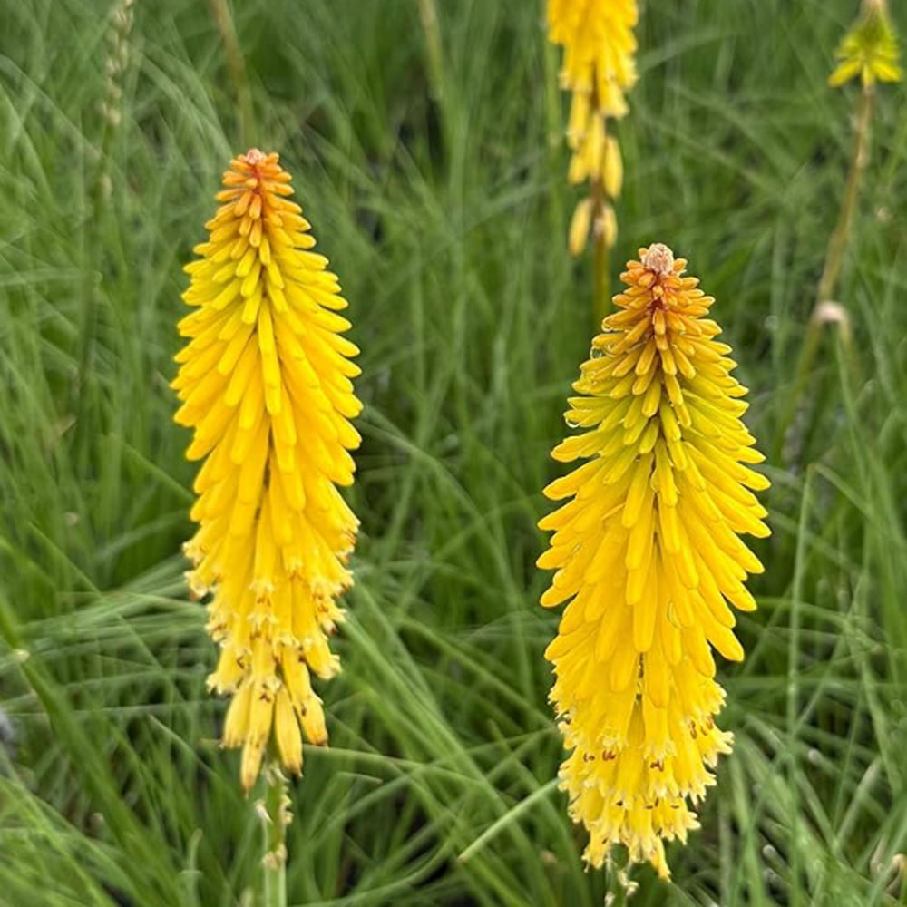 Amazon Kniphofia Glowstick