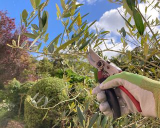 pruning an olive tree branch with hand pruners or secateurs