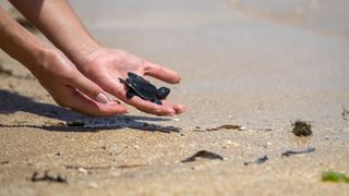 Baby turtle being released