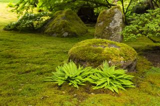 Alternatives to grass: moss lawn