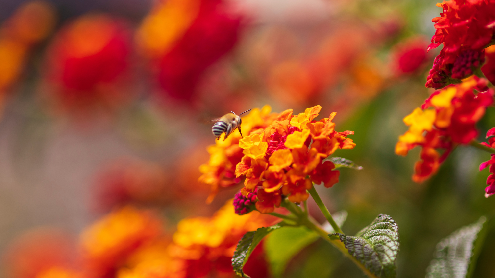 A bee, anthophora, in flight, approaching a flower on a Lantana bush.