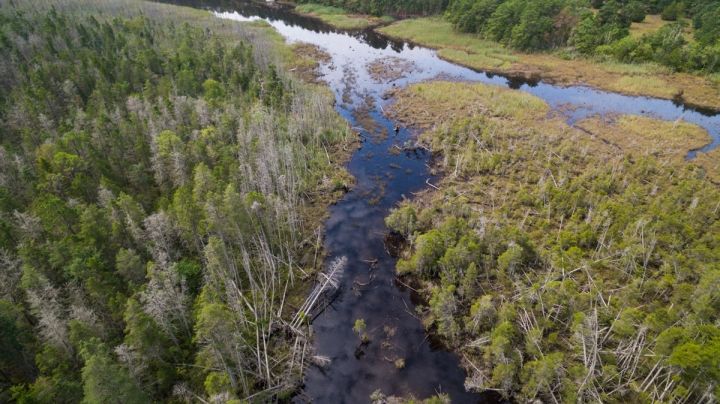 Atlantic white cedars on Bass River