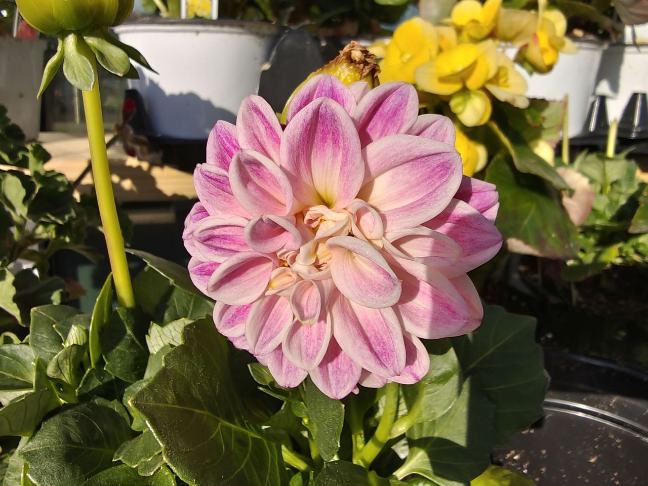 Motorola Razr Plus 2026 camera sample.