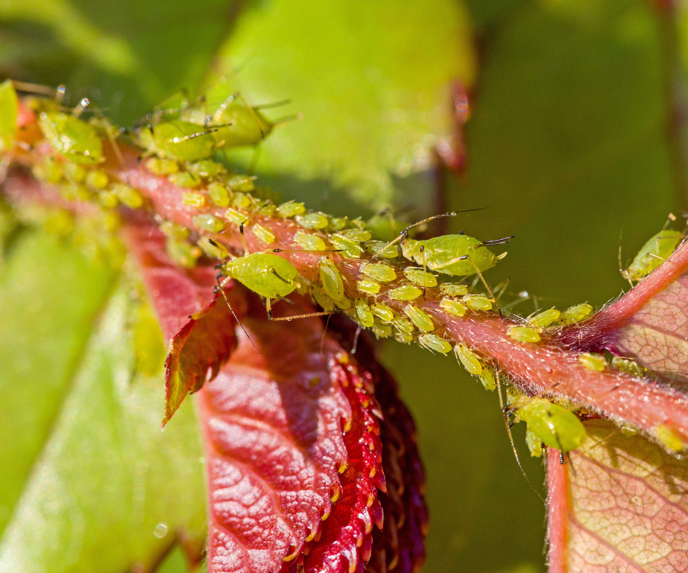 aphids crawling on young rose stem