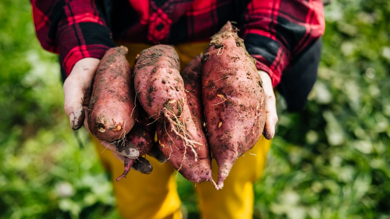 A farmer holds four large sweet potatoes that are freshly picked from the ground and covered with soil