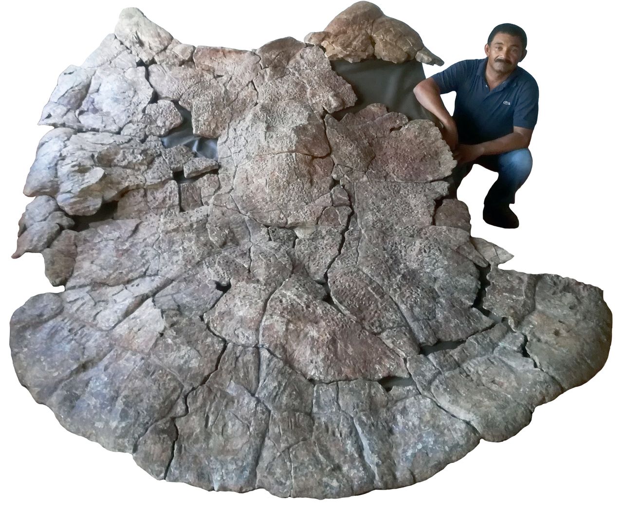 Rodolfo S&aacute;nchez showcases the turtle shell of the huge Stupendemys geographicus, which lived about 8 million years ago in northern South America.