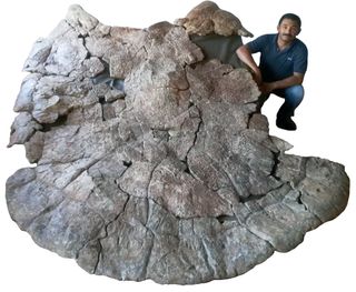 Rodolfo Sánchez mostra il guscio di tartaruga dell'enorme Stupendemys geographicus, vissuto circa 8 milioni di anni fa nel nord del Sud America.