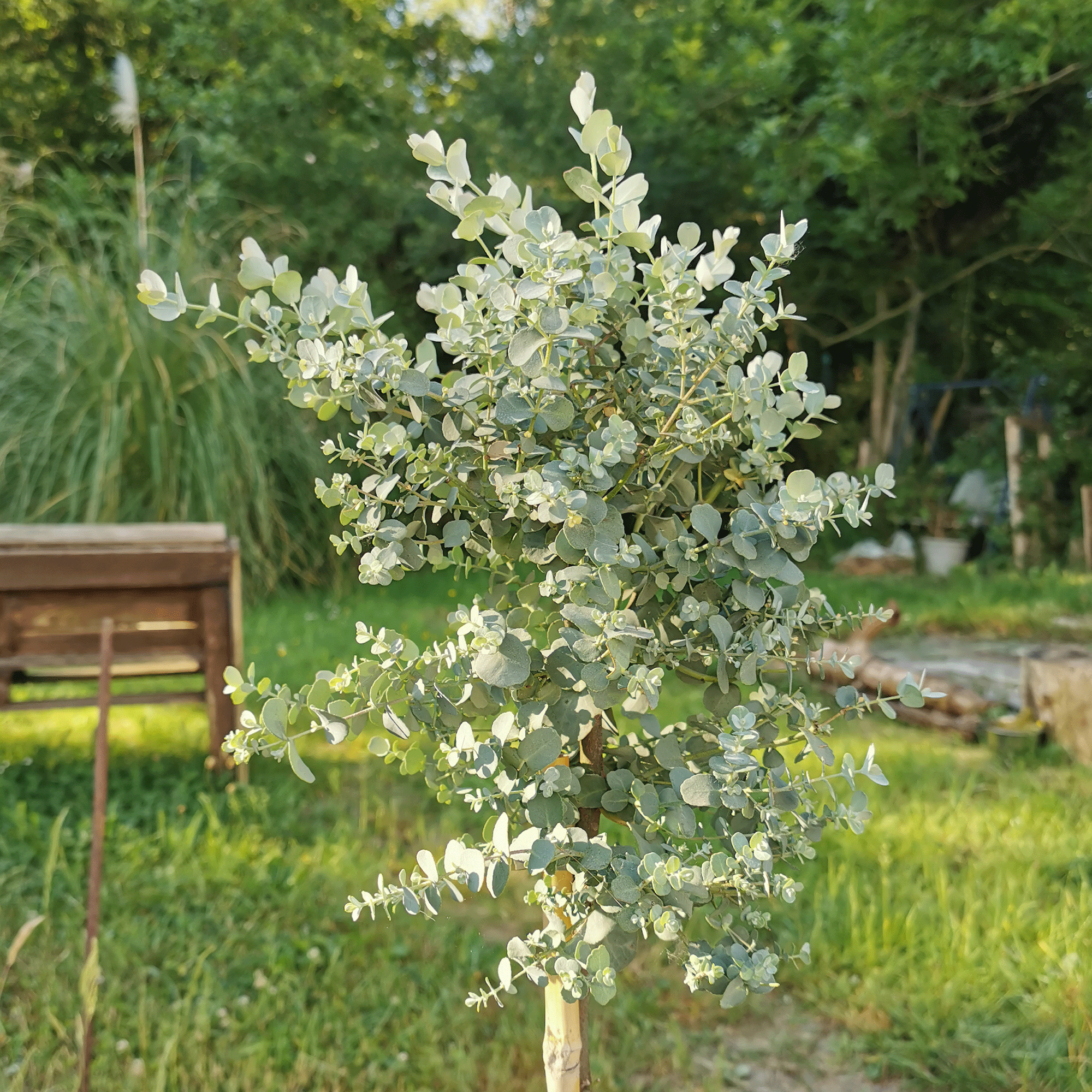 Eucalyptus tree in garden