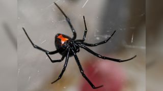A female black widow spider (Latrodectus) hangs upside-down in her web, showing the red hourglass marking on her abdomen.