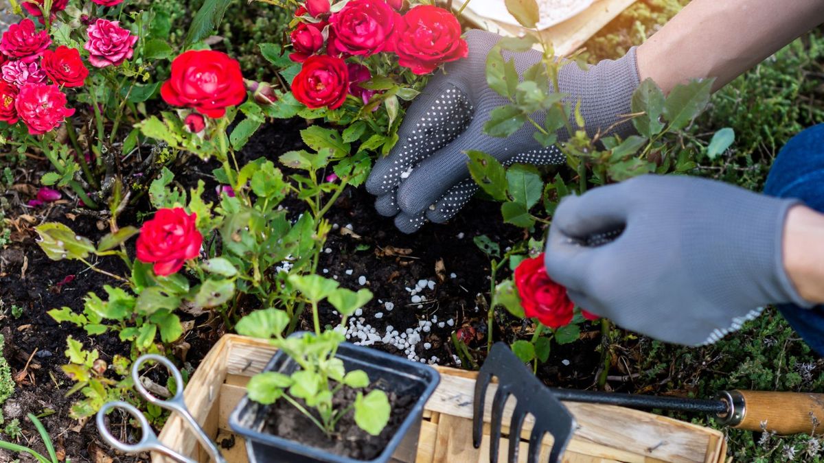 When to fertilize roses – our experts tell you how to get bigger, beautiful blooms