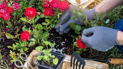 Fertilizing roses in a garden wearing blue gloves