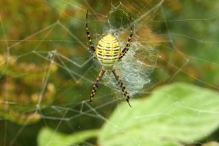 A banded garden spider (Argiope trifasciata) sits on its web.